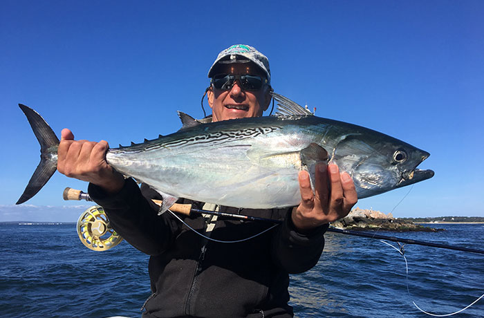 False Albacore on the fly