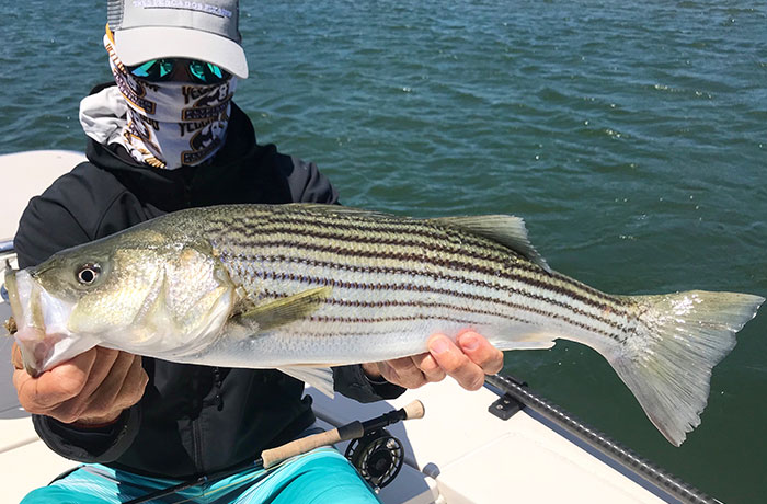 Striped bass on the fly